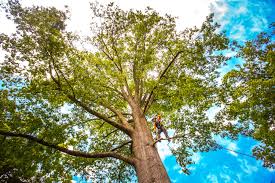 Best Storm Damage Tree Cleanup  in Timmonsville, SC