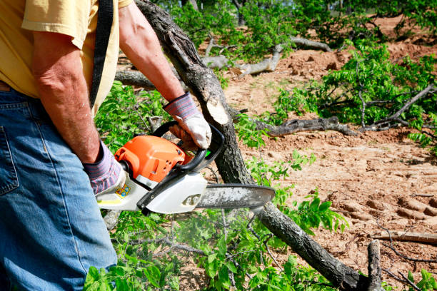 Best Tree Trimming and Pruning  in Timmonsville, SC