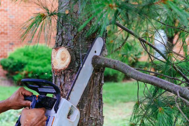 Reliable Timmonsville, SC Tree Services Solutions